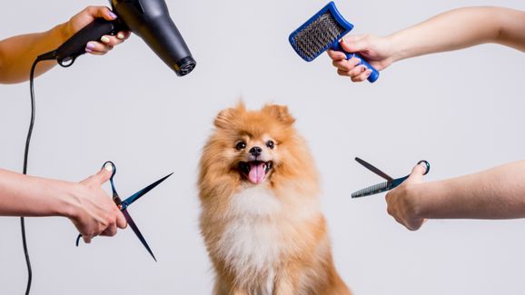 HILFE IM UMGANG MIT HUNDEN GESUCHT?